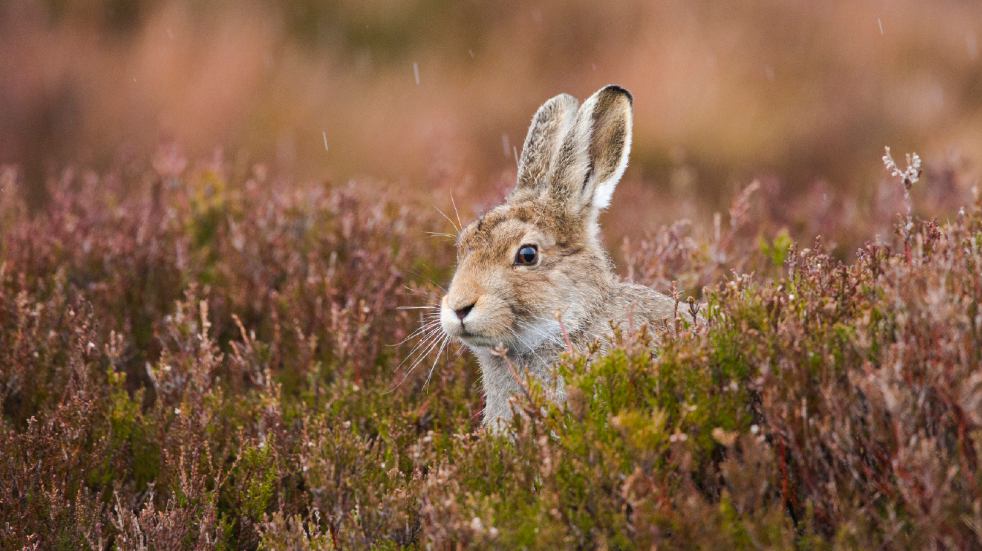 Alternatives to your favourite global holiday destinations rabbit in heather